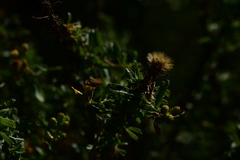 Brephidium exilis