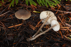 Myochromella boudieri