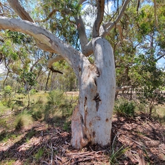 Eucalyptus mannifera