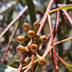 Eucalyptus mannifera