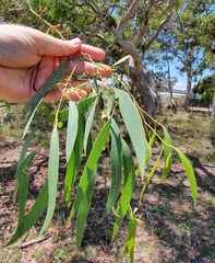 Eucalyptus mannifera