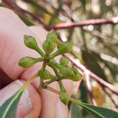 Eucalyptus mannifera
