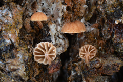 Phaeomarasmius rimulincola