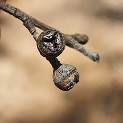 Eucalyptus mannifera