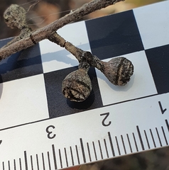 Eucalyptus mannifera