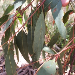 Eucalyptus mannifera