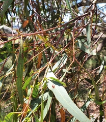 Eucalyptus mannifera