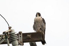 Falco peregrinus pealei