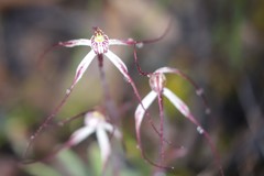 Caladenia polychroma