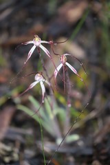 Caladenia polychroma