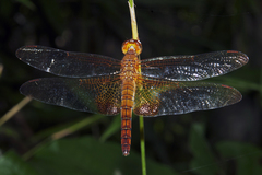 Hydrobasileus croceus