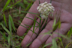 Asclepias michauxii
