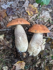 Leccinum