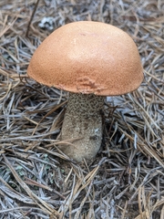 Leccinum