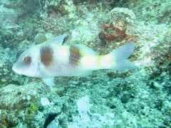 Parupeneus crassilabris