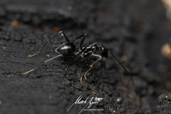 Leptomyrmex burwelli