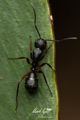 Camponotus hartogi