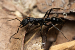 Leptogenys sjostedti