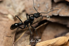 Leptogenys sjostedti