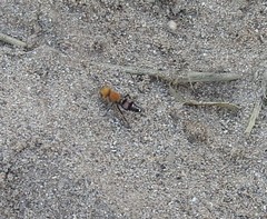 Dasymutilla snoworum