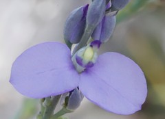 Comesperma calymega