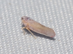 Omolicna