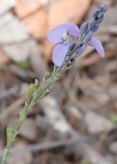 Comesperma calymega
