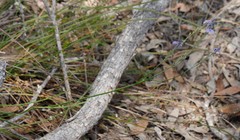 Comesperma calymega