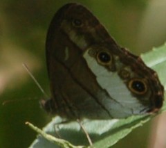 Euptychoides nossis