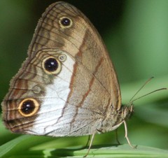 Euptychoides nossis