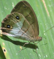 Euptychoides nossis