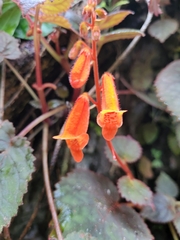 Smithiantha aurantiaca