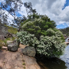 Leptospermum obovatum