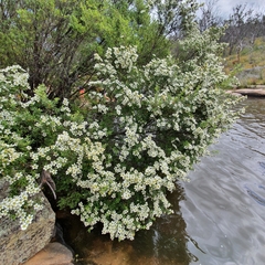 Leptospermum obovatum