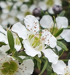 Leptospermum obovatum