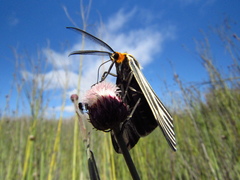 Ctenucha vittigera