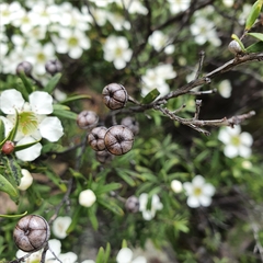 Leptospermum obovatum