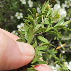 Leptospermum obovatum