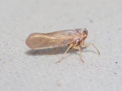 Omolicna
