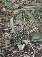 Anaxyrus americanus copei