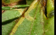 Phytomyza plantaginis