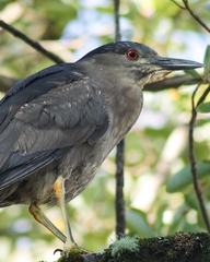 Nycticorax nycticorax obscurus