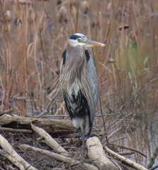 Ardea herodias