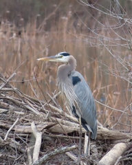 Ardea herodias