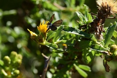 Brephidium exilis