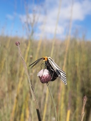 Baccharis juncea
