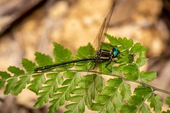 Eusynthemis aurolineata