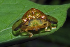 Aspidimorpha sanctaecrucis