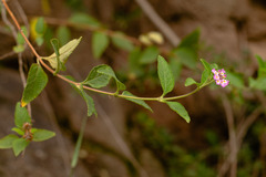 Lippia junelliana