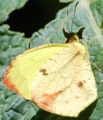 Abaeis xantochlora